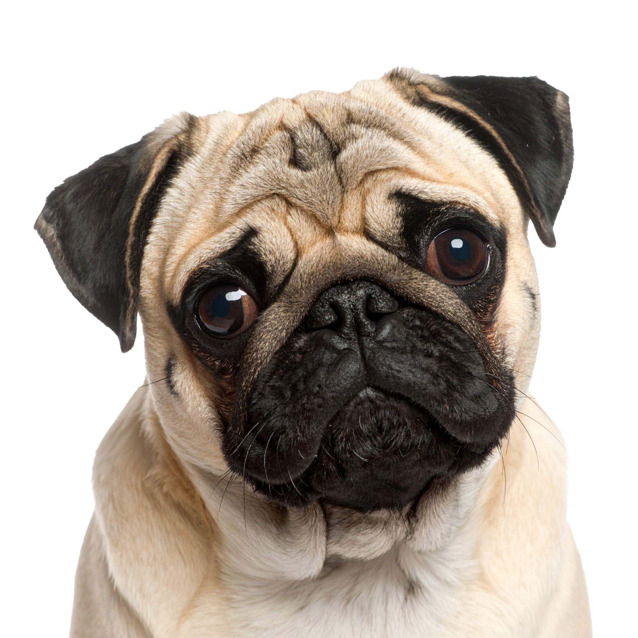 Mops Beige