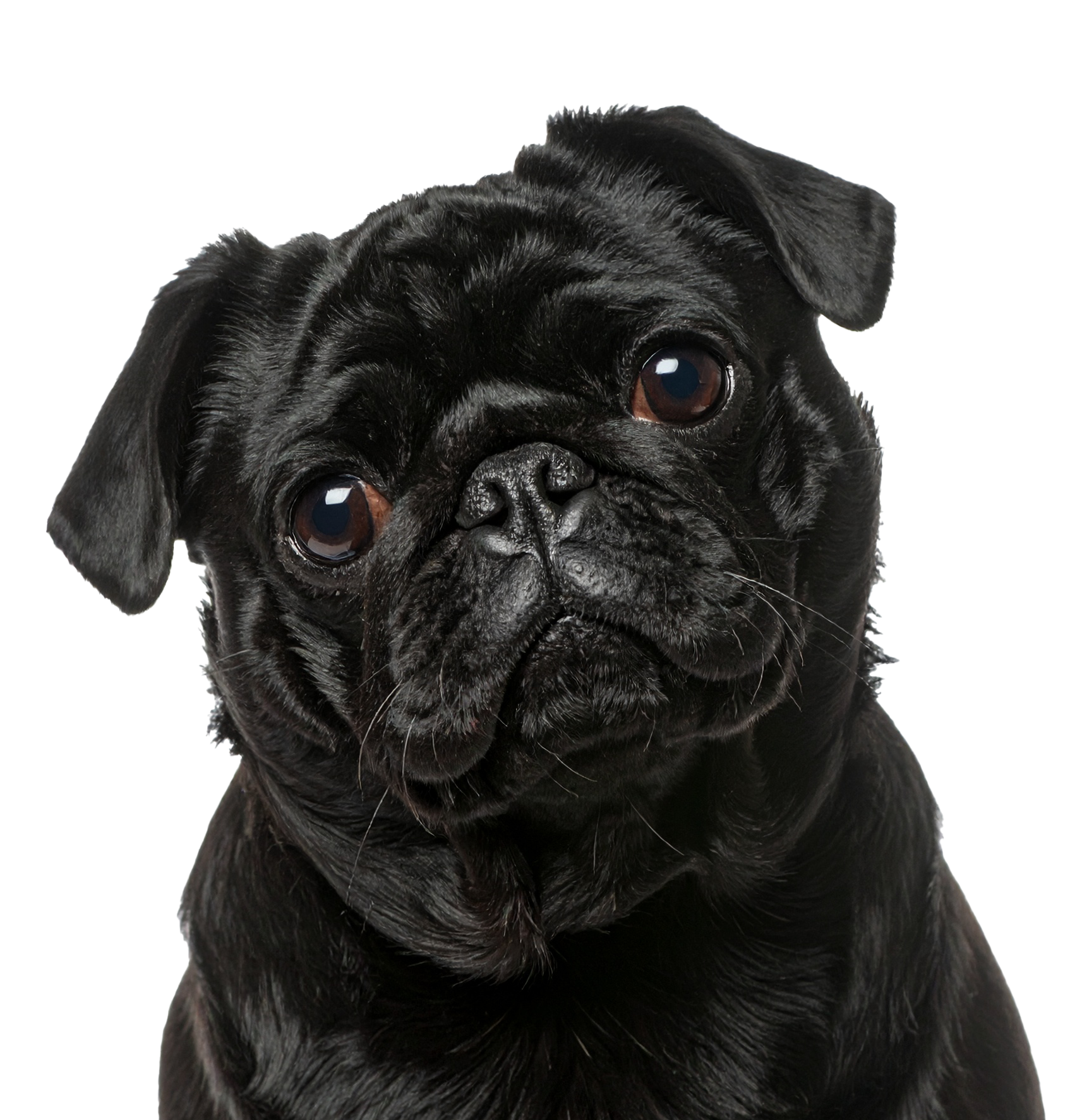 Mops Schwarz