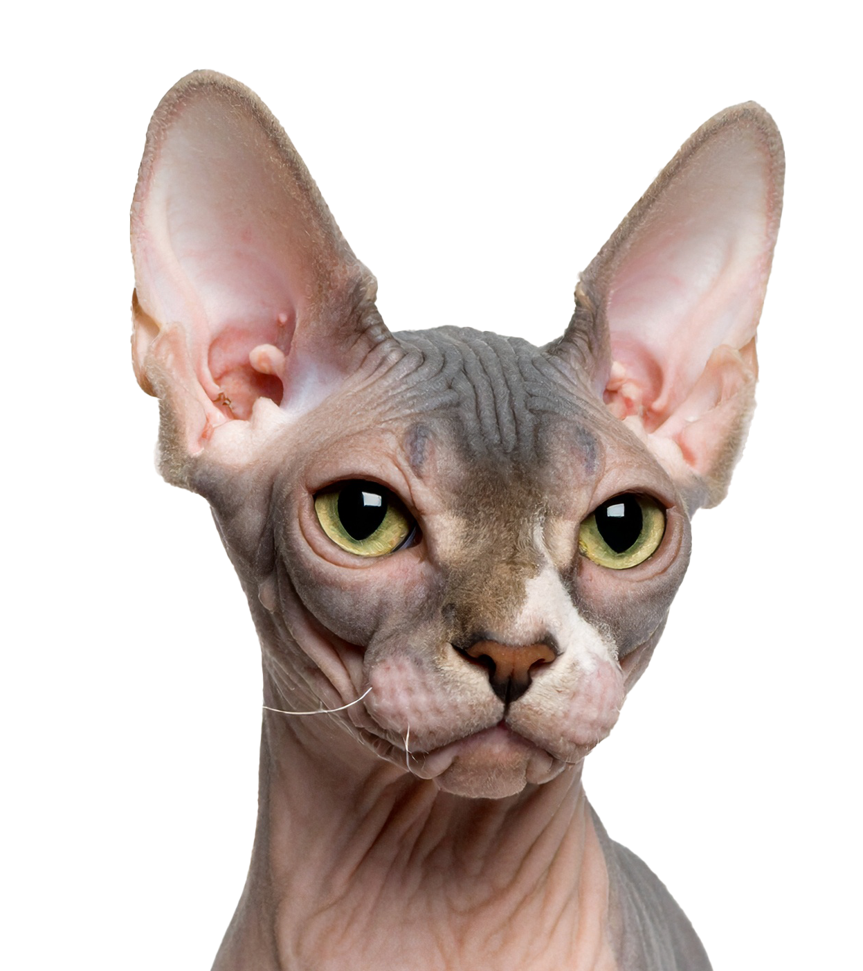 Nacktkatze